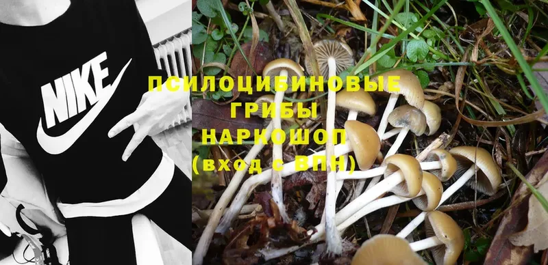 Галлюциногенные грибы Psilocybine cubensis  Жигулёвск 